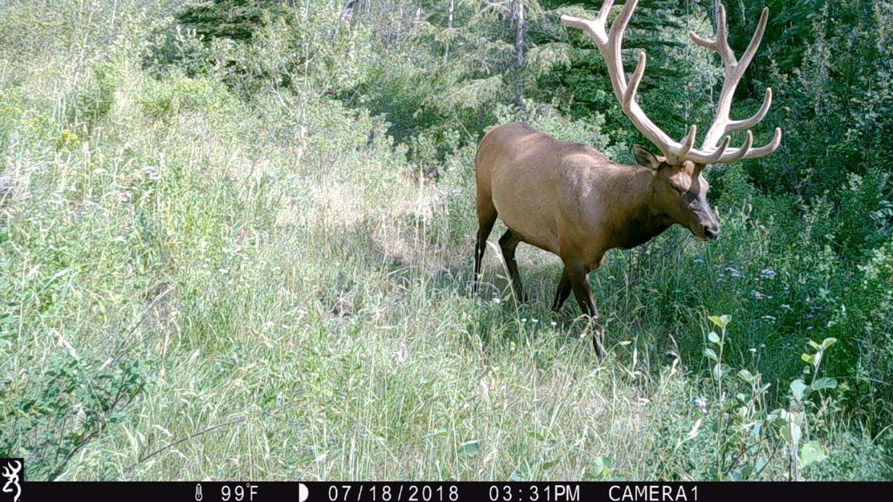 Antlers Lodge Cooke City Buitenkant foto